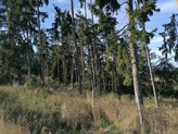 prodej lesních pozemků 7836 m2 Louňovice pod Blaníkem